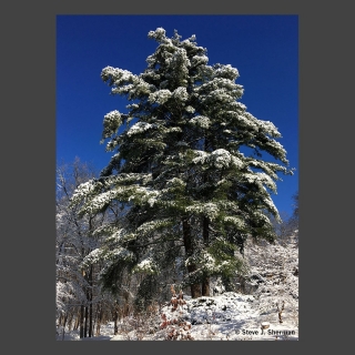12-3-19 phone-pic