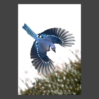 3-1-19-D26-C
